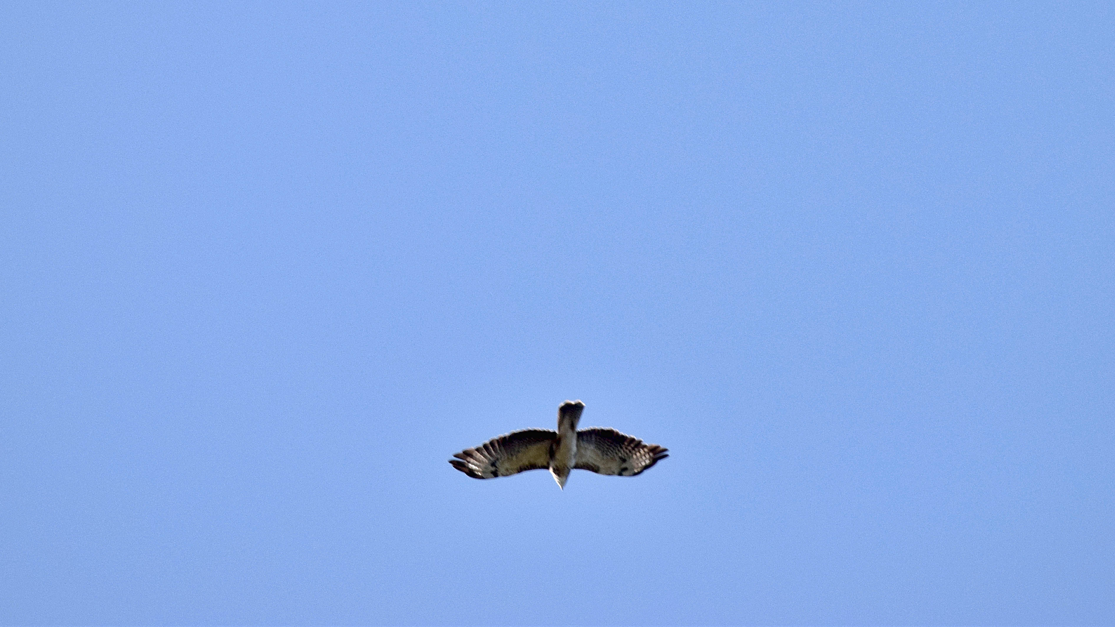 Welke roofvogel is dit ?